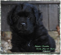 CHIOT